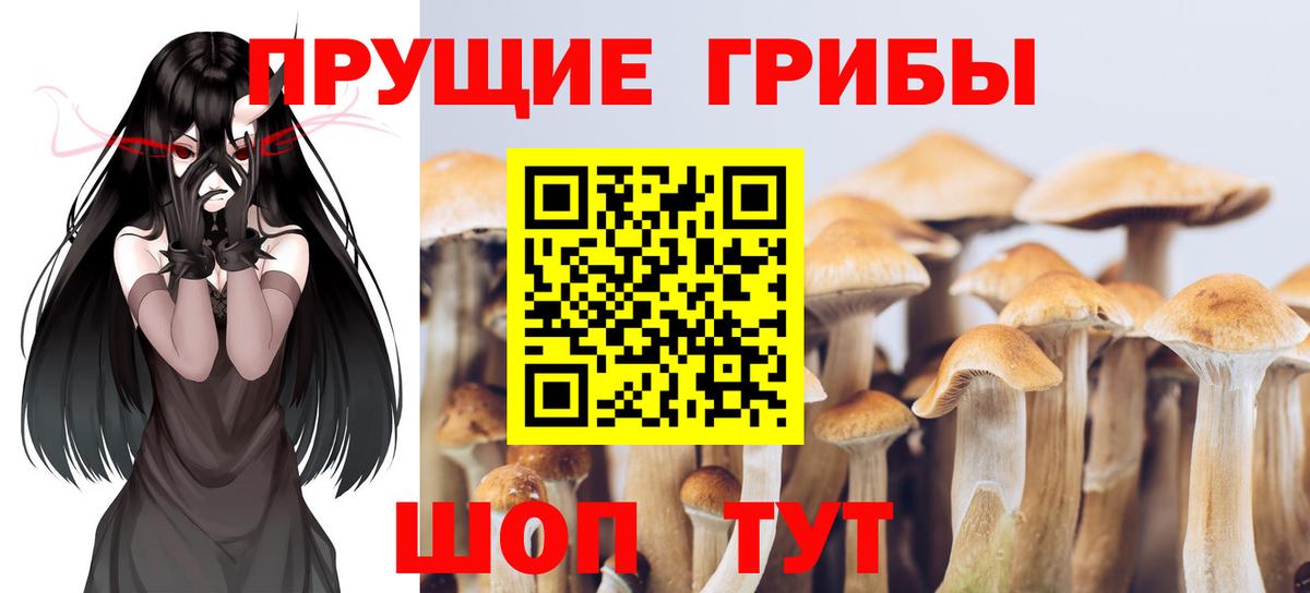 Псилоцибиновые грибы Psilocybine cubensis Лосино-Петровский